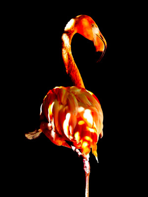 Cover von: Wenn Flamingos träumen von Buchautor Reiner Borner Cover von: Wenn Flamingos träumenvon Buchautor Reiner Borner